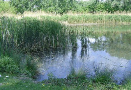 Irissee im Donaupark